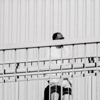 colacoaster,  Musician