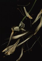 who put death inside you?