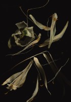 who put death inside you?