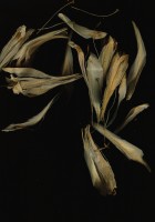 who put death inside you?